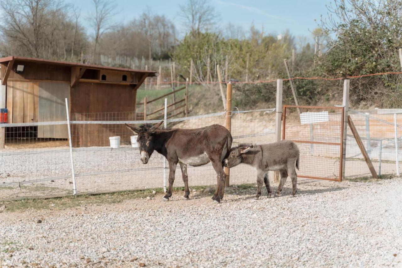 Agriturismo San Francesco Valeggio sul Mincio Luaran gambar