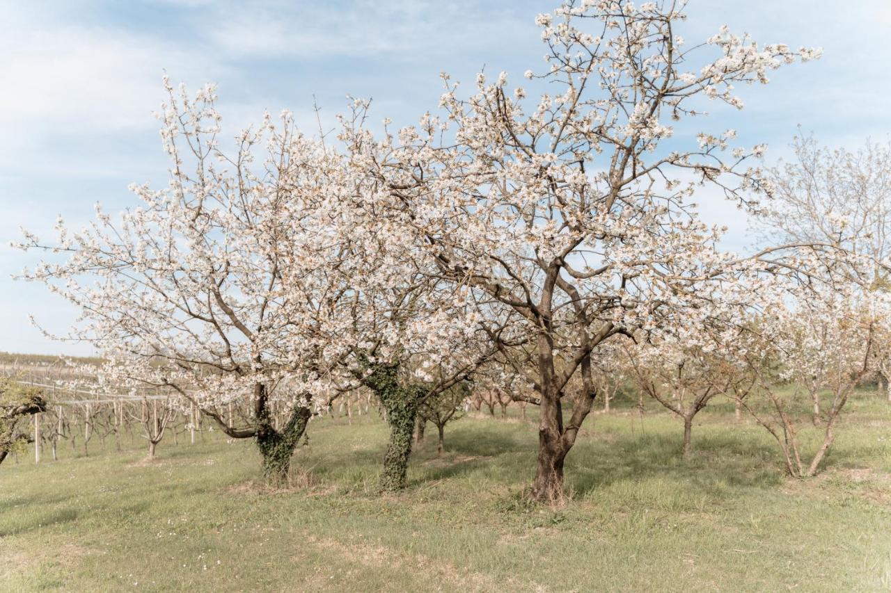 Agriturismo San Francesco Valeggio sul Mincio Luaran gambar