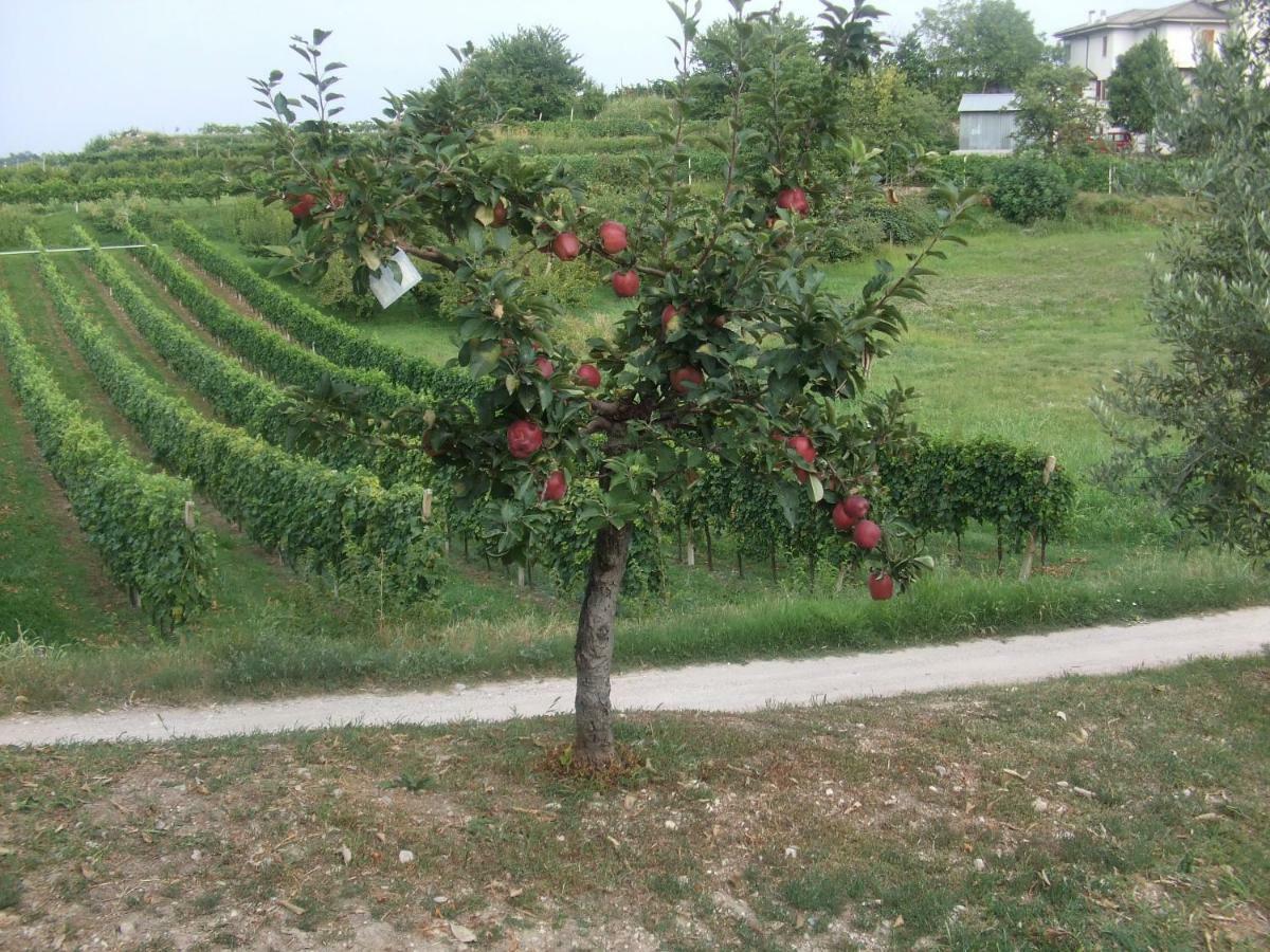 Agriturismo San Francesco Valeggio sul Mincio Luaran gambar